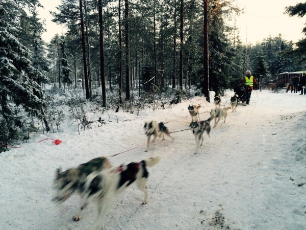 Zdjęcie z Finlandii - Husky safari