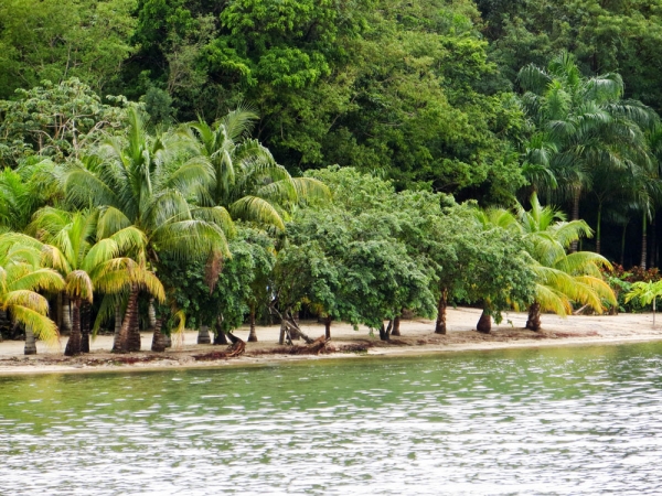 Zdjęcie z Hondurasu - ROATAN