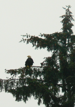 Zdjęcie ze Stanów Zjednoczonych - Ketchikan
