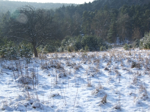 Zdjęcie z Polski - Zborów