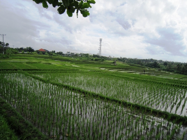 Zdjęcie z Indonezji - Bali