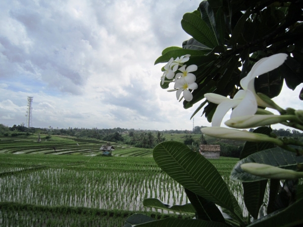 Zdjęcie z Indonezji - Bali