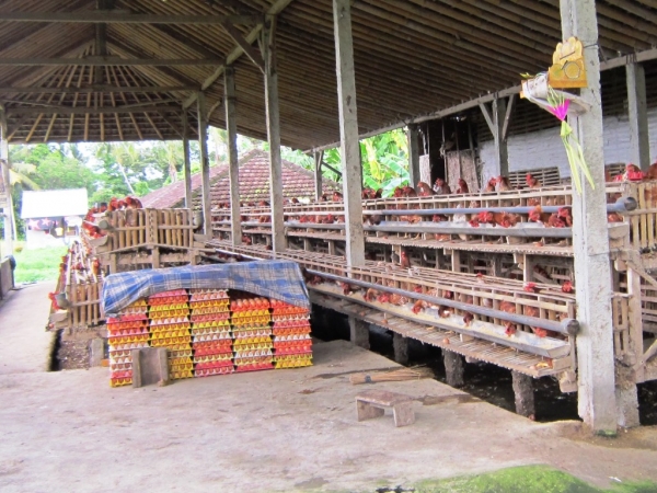 Zdjęcie z Indonezji - Bali