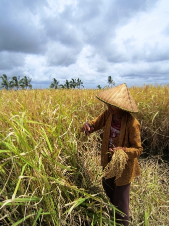 Zdjęcie z Indonezji - Bali