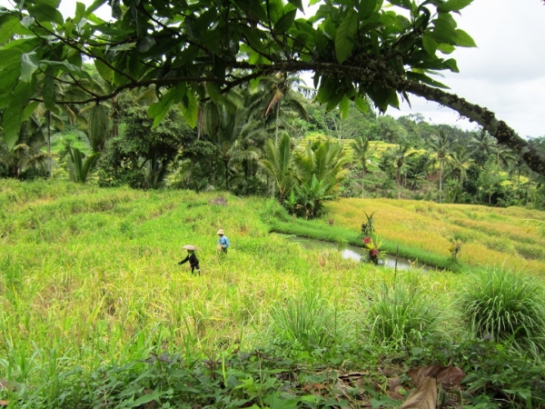 Zdjęcie z Indonezji - Bali