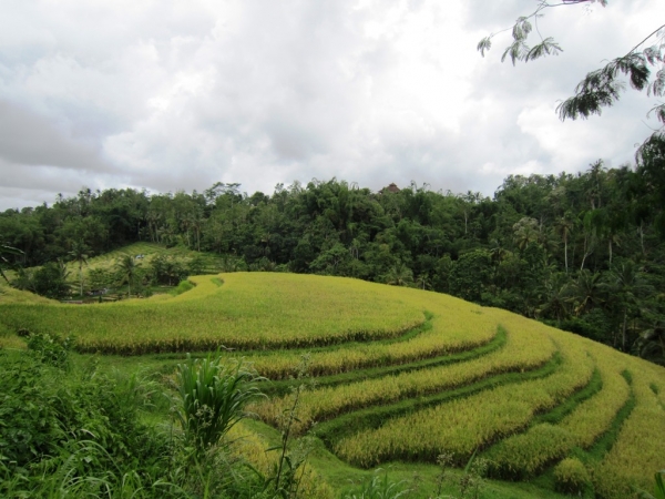 Zdjęcie z Indonezji - Bali