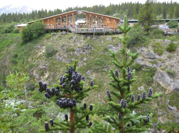 Zdjęcie ze Stanów Zjednoczonych - Yukon Territory (Kanada)