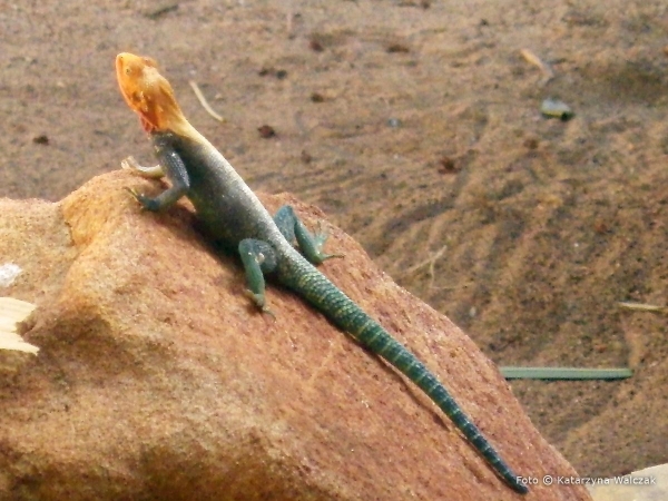Zdjęcie z Kenii - Agama
