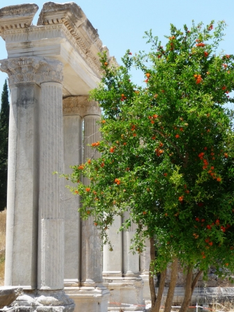 Zdjęcie z Turcji - Pergamon
