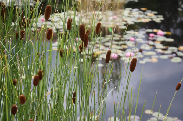 Zdjęcie z Polski - Ogród Botaniczny