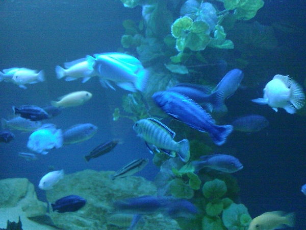 Zdjęcie z Polski - oceanarium