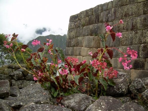 Zdjęcie z Peru - Machu Picchu