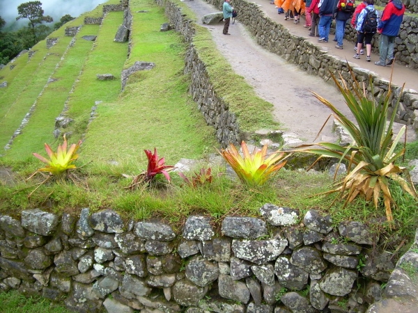 Zdjęcie z Peru - Machu Picchu