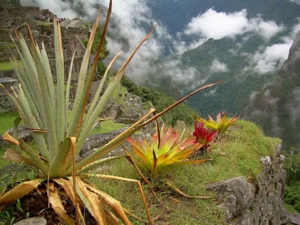 Zdjęcie z Peru - Machu Picchu