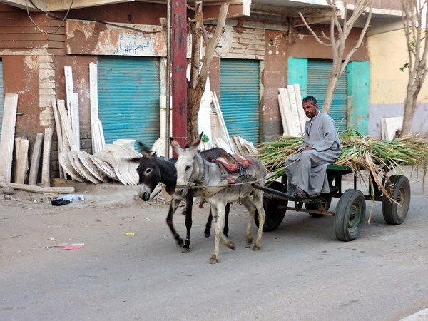 Zdjęcie z Egiptu - Edfu - życie na ulicach.