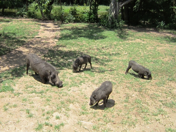 Zdjęcie z Republiki Półudniowej Afryki - Park Narodowy Krugera