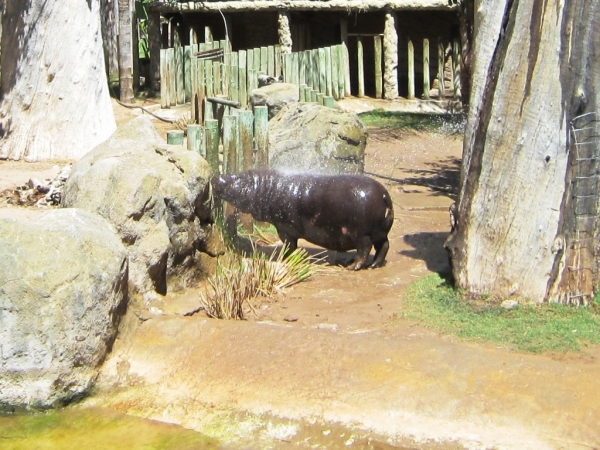 Zdjęcie z Republiki Półudniowej Afryki - Cango Wildlife Ranch