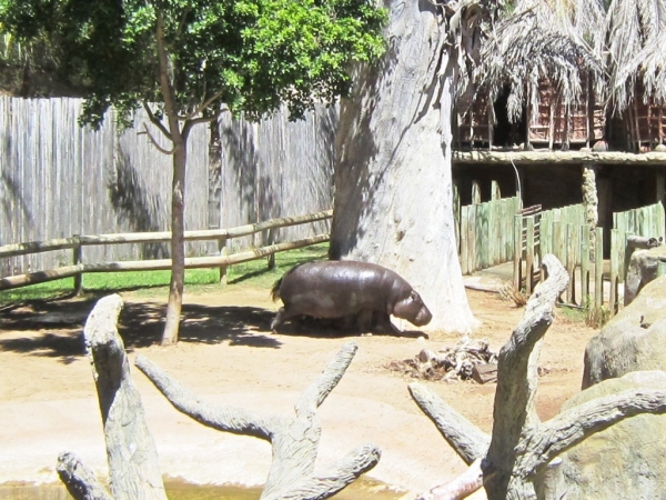 Zdjęcie z Republiki Półudniowej Afryki - Cango Wildlife Ranch