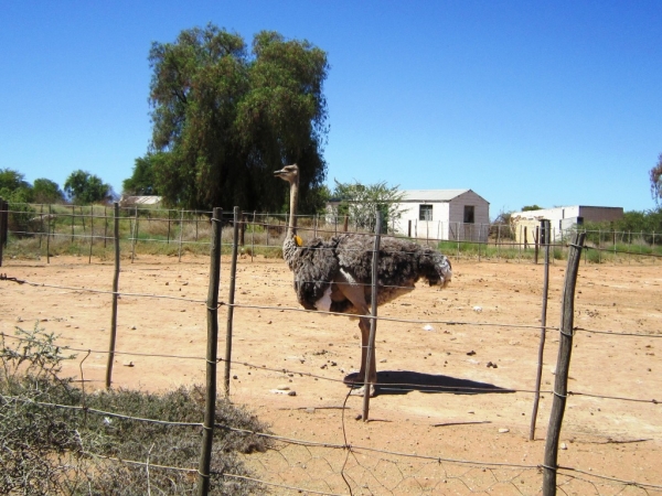 Zdjęcie z Republiki Półudniowej Afryki - Ostrich Show Farms Oudtshoorn