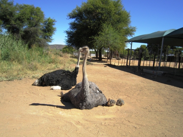 Zdjęcie z Republiki Półudniowej Afryki - Ostrich Show Farms Oudtshoorn