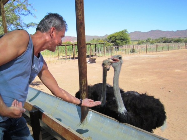 Zdjęcie z Republiki Półudniowej Afryki - Ostrich Show Farms Oudtshoorn