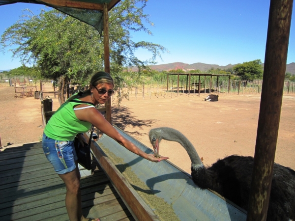 Zdjęcie z Republiki Półudniowej Afryki - Ostrich Show Farms Oudtshoorn