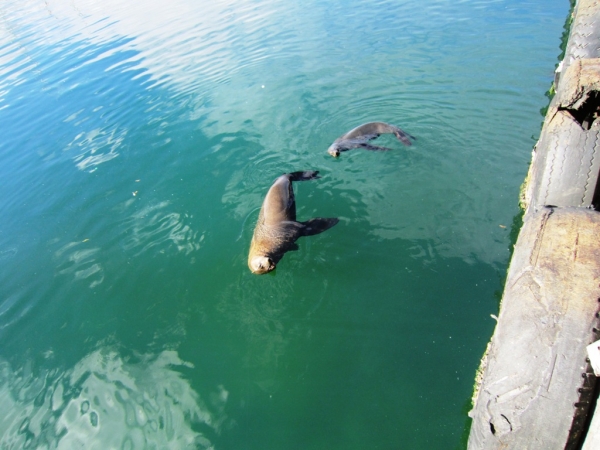 Zdjęcie z Republiki Półudniowej Afryki - Seal Island - Kapsztad