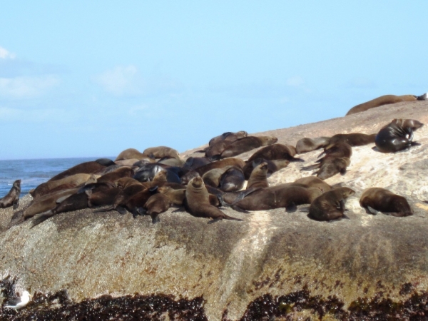 Zdjęcie z Republiki Półudniowej Afryki - Seal Island - Kapsztad