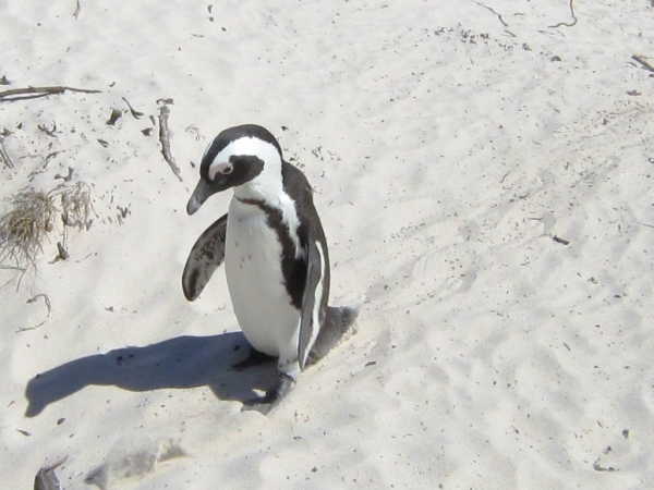 Zdjęcie z Republiki Półudniowej Afryki - Boulders Beach