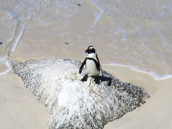 Zdjęcie z Republiki Półudniowej Afryki - Boulders Beach