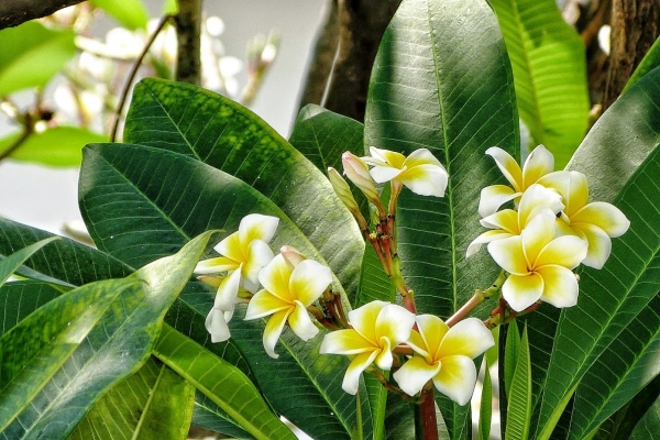 Zdjęcie z Tajlandii - najpiękniejsze kwiaty Azji- Frangipani