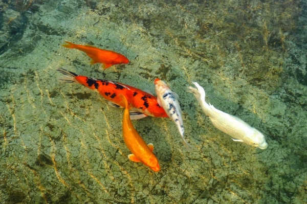 Zdjęcie z Tajlandii - Wat Rong Khun i fosa pełna karpii koi