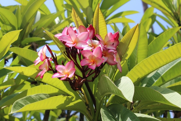 Zdjęcie z Tanzanii - FRANGIPANI