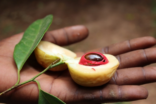 Zdjęcie z Tanzanii - Z wizytą na plantacji przypraw i owoców