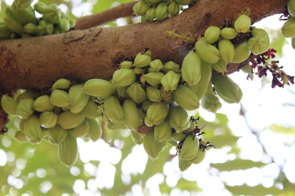 Zdjęcie z Tanzanii - Bilimbi