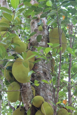 Zdjęcie z Tanzanii - Jack fruit