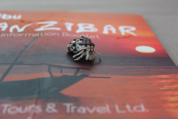 Zdjęcie z Tanzanii - Karibu Zanzibar:)