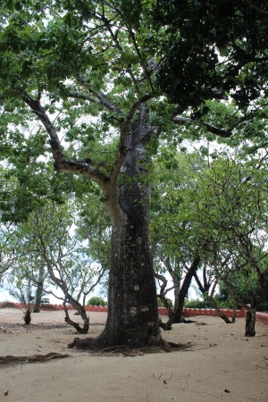 Zdjęcie z Tanzanii - Rośnie tu również baobab