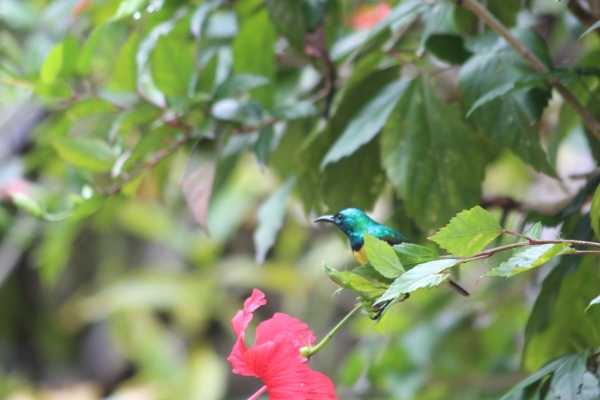 Zdjęcie z Tanzanii - Kolibry