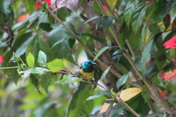 Zdjęcie z Tanzanii - Kolibry
