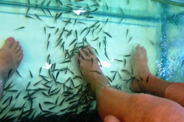 Zdjęcie z Tajlandii - Dr. Fish, czyli skubanie przez garra rufa