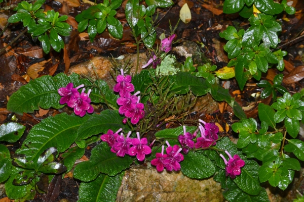 Zdjęcie z Nowej Zelandii - Waitati Gardens