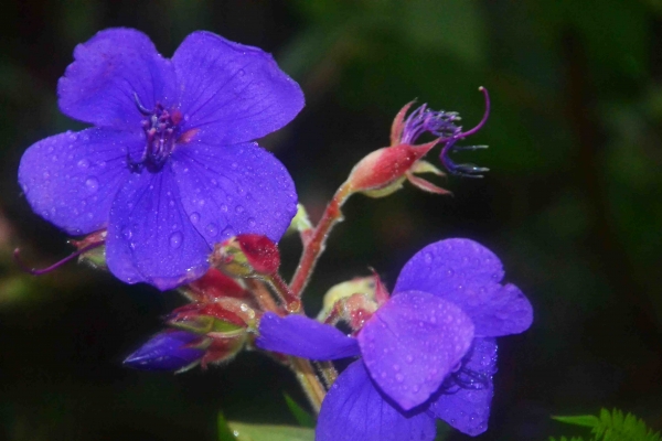 Zdjęcie z Nowej Zelandii - Waitati Gardens