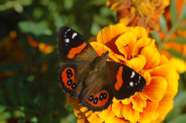 Zdjęcie z Nowej Zelandii - Fauna i flora 