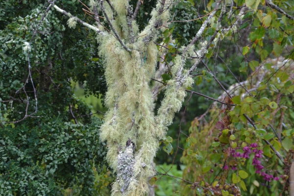 Zdjęcie z Nowej Zelandii - Porosty oblepiajace drzewa
