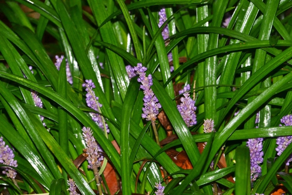 Zdjęcie z Nowej Zelandii - Waitati Gardens