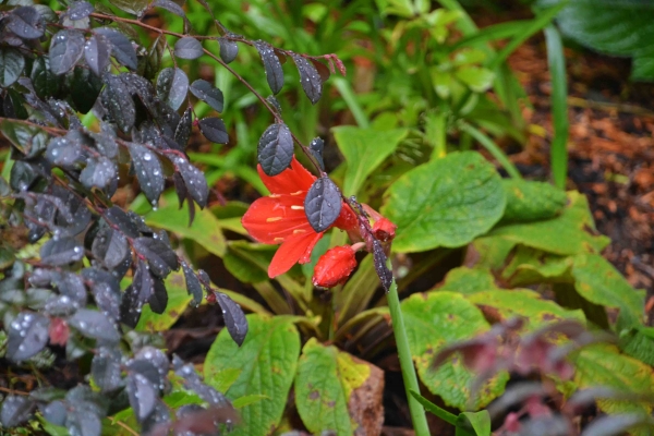 Zdjęcie z Nowej Zelandii - Waitati Gardens