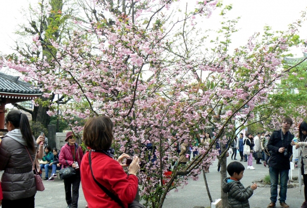 Zdjęcie z Japonii - Tokyo