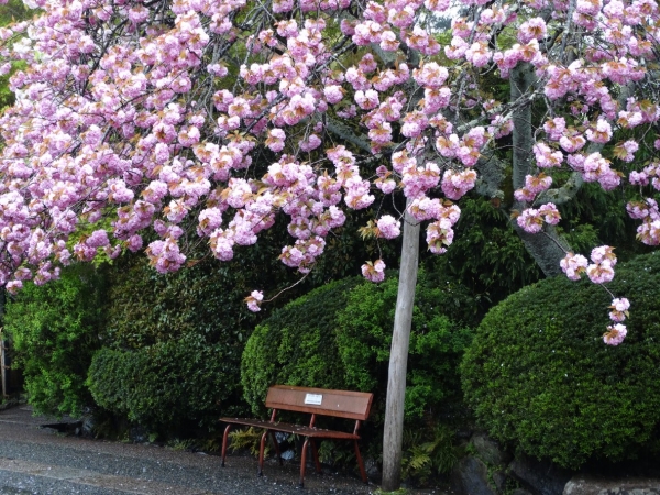 Zdjęcie z Japonii - Kyoto