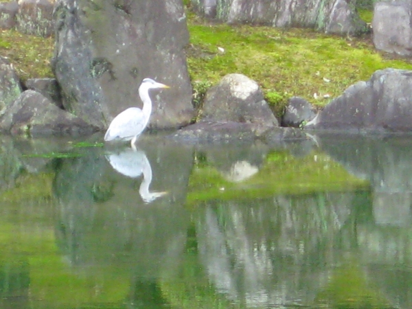 Zdjęcie z Japonii - Kyoto